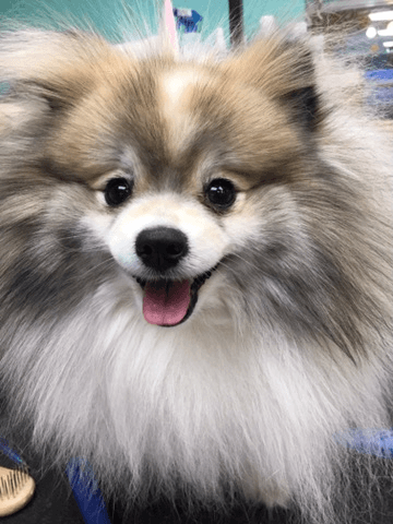 Fluffy Pomeranian after dog grooming at Pampered Paws in Lubbock, TX